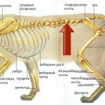 cat anatomy