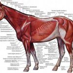 Horse Anatomy