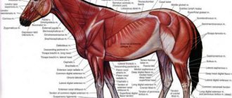 Horse Anatomy