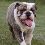 English Bulldog: what colors are there?