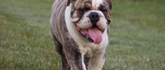 English Bulldog: what colors are there?