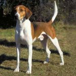 english foxhound