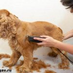 English-Cocker-Spaniel-Dog-Description-care-and-price-of-English-Cocker-Spaniel-7