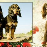 English cocker spaniel