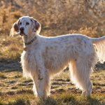 english setter