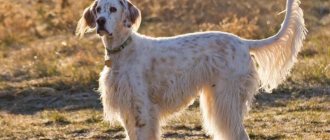 english setter