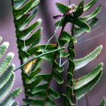 Annamese stick insect (Medauroidea extradentata), photo photography insects