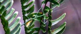 Annamese stick insect (Medauroidea extradentata), photo photography insects