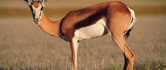 Antelope