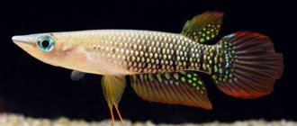 Aplocheilus lineatus