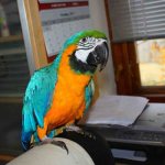 macaw at home