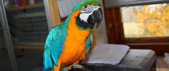 macaw at home