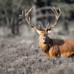 Range and habitats of deer