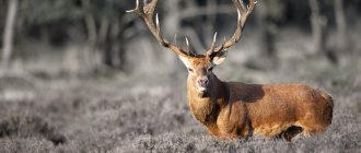 Range and habitats of deer