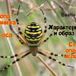 Argiope Brünnich