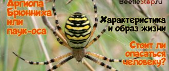 Argiope Brünnich