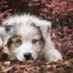 Australian-Shepherd-dog-Description-features-care-and-price-of-breed-12