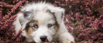 Australian-Shepherd-dog-Description-features-care-and-price-of-breed-12