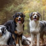 Australian Shepherds of various colors