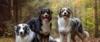 Australian Shepherds of various colors