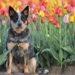 Australian-heeler-dog-Description-features-price-and-care-of-breed-Australian-heeler-14