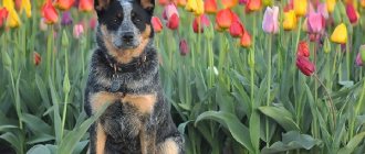 Australian-heeler-dog-Description-features-price-and-care-of-breed-Australian-heeler-14