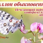 Apollo butterfly