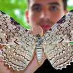 Tizania agrippina butterfly - one of the largest in the world