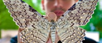 Tizania agrippina butterfly - one of the largest in the world