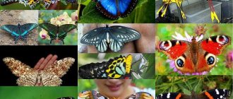 Butterflies, shocking with their beauty