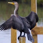 Cormorant-bird-Description-features-species-lifestyle-and-habitat-of-cormorants-16