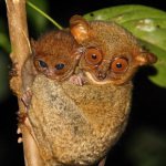 bank tarsier