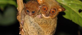 bank tarsier