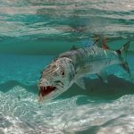 Barracuda-fish-Description-features-species-lifestyle-and-habitat-of-barracuda-1