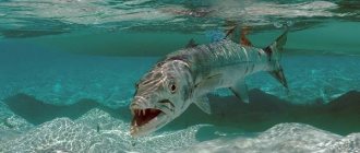 Barracuda-fish-Description-features-species-lifestyle-and-habitat-of-barracuda-1