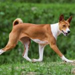 Basenji