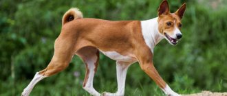 Basenji