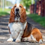 Basset Hound