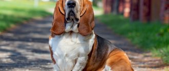 Basset Hound