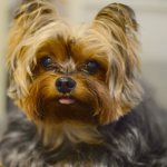 Baby face - a breed of Yorkie with a shortened muzzle and enlarged eyes