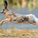 hare hopping run