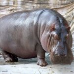 Hippopotamus or hippopotamus