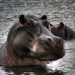 Hippopotamus-animal-Description-features-species-lifestyle-and-habitat-of-hippopotamus-5