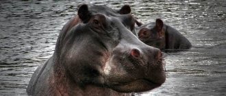 Hippopotamus-animal-Description-features-species-lifestyle-and-habitat-of-hippopotamus-5