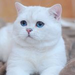 White cat