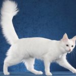 White Turkish Angora