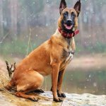 Belgian Shepherd Malinois