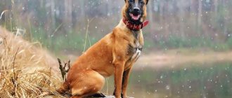 Belgian Shepherd Malinois