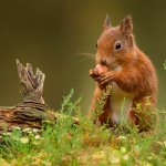 Squirrel eats a nut