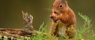 Squirrel eats a nut